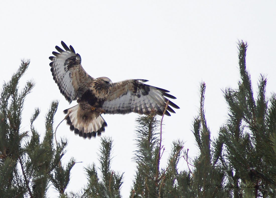 iNaturalist.org. В. Данилова, Ибресинский р-н Чувашия, ноябрь 2015