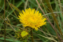 Berkheya radula