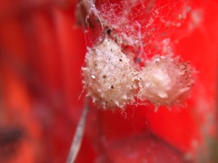 Latrodectus geometricus