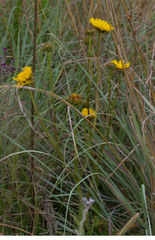 Berkheya radula