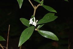 Daphne papyracea