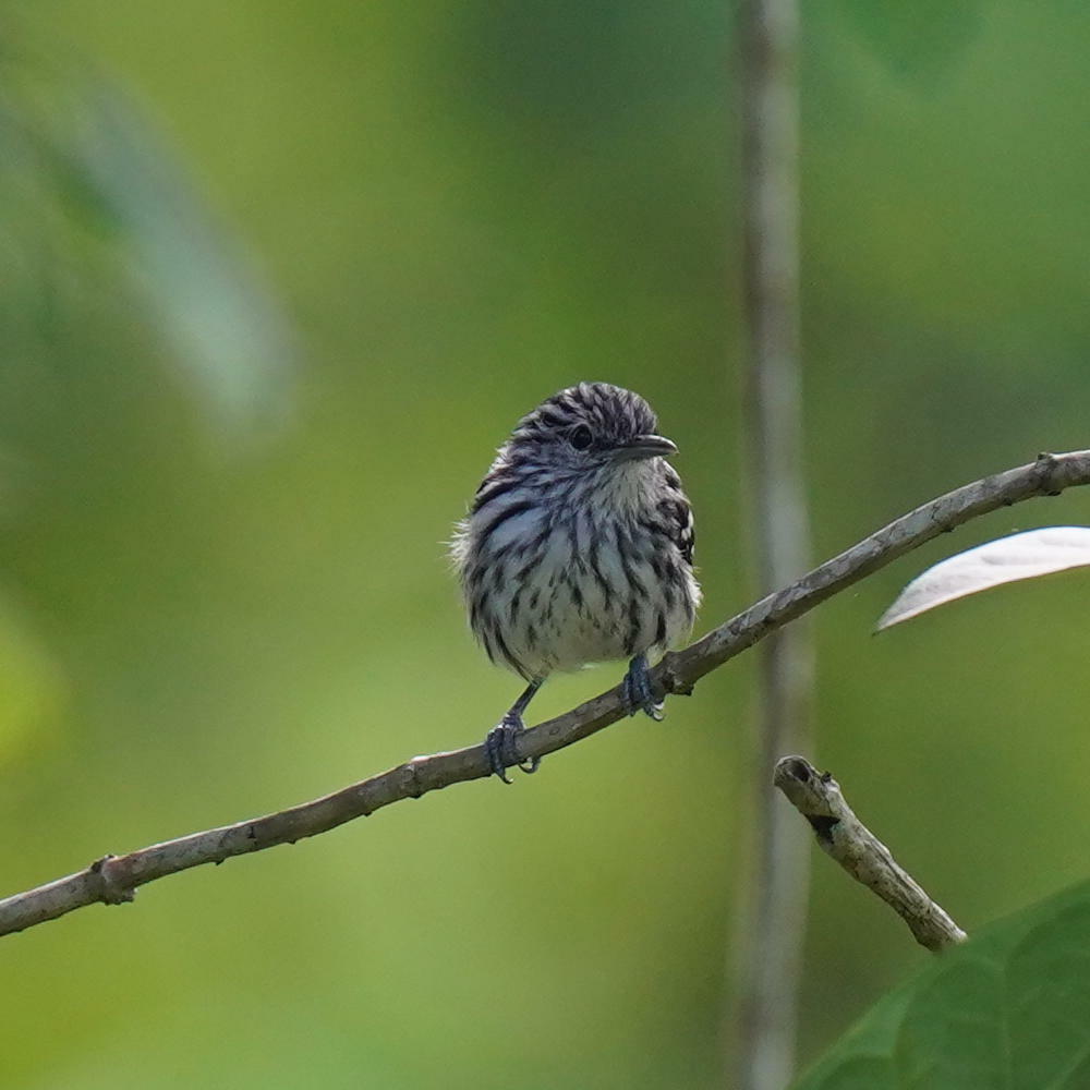 Pacific Antwren (Myrmotherula pacifica)