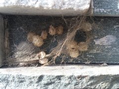 Latrodectus geometricus