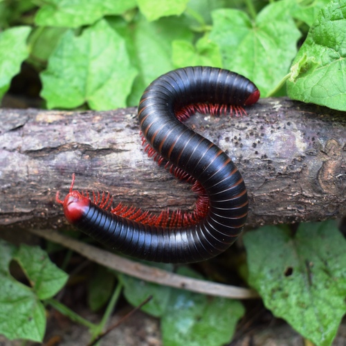 Orthoporoides pyrhocephalus