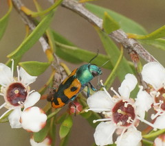 Castiarina scalaris