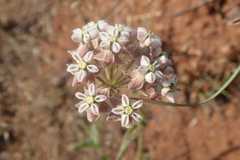 Asclepias adscendens
