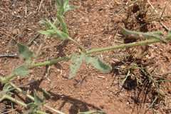 Asclepias adscendens