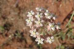 Asclepias adscendens