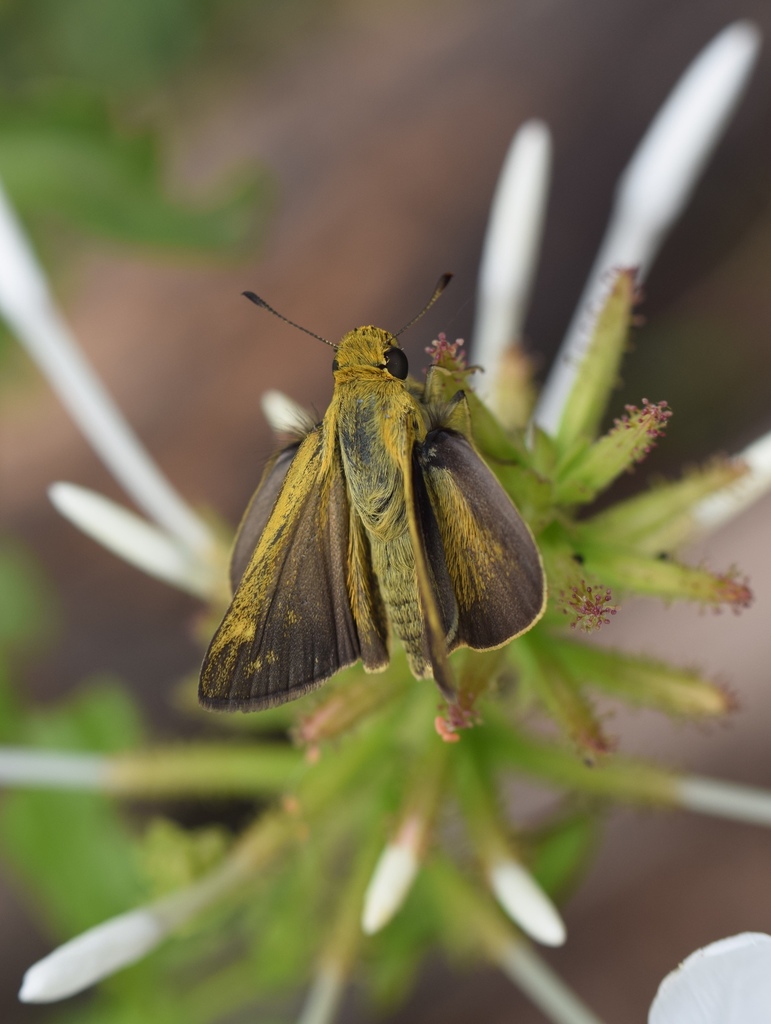 Marsh Hottentot Skipper