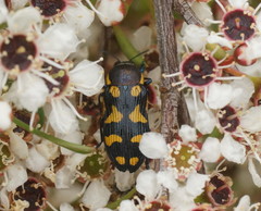 Castiarina octospilota