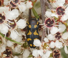 Castiarina octospilota