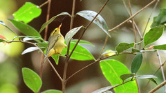 Phylloscopus affinis