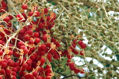 Ptychosperma macarthurii