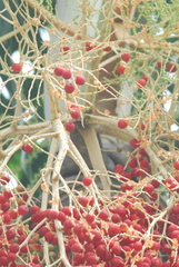 Ptychosperma macarthurii