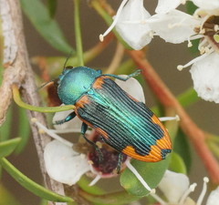 Castiarina scalaris