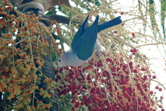 Ptychosperma macarthurii