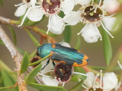 Castiarina scalaris