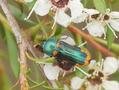Castiarina scalaris