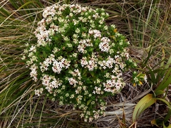 Pimelea gnidia