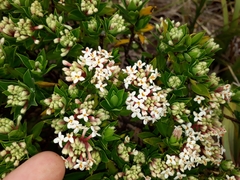 Pimelea gnidia