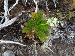 Aciphylla dissecta