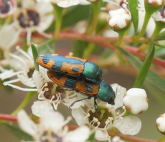 Castiarina scalaris
