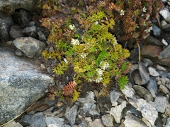 Chaerophyllum colensoi colensoi