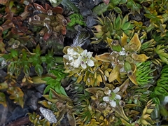 Chaerophyllum colensoi colensoi