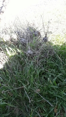 Astragalus oleifolius