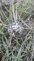 Astragalus oleifolius
