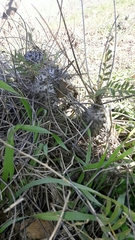 Astragalus oleifolius