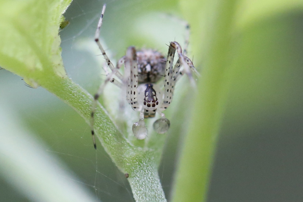 Reticulated Pirate Spider