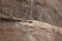 Marmota kastschenkoi