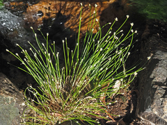 Eleocharis limosa