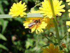 Leioproctus fulvescens