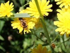 Leioproctus fulvescens