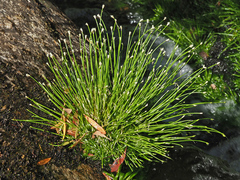 Eleocharis limosa