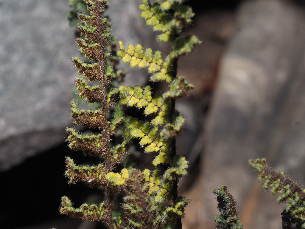 Cheilanthes contracta