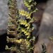 Cheilanthes contracta - Photo (c) Felix Riegel, some rights reserved (CC BY-NC), uploaded by Felix Riegel
