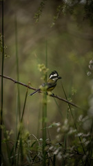 Falcunculus frontatus