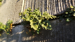 Asplenium ruta-muraria