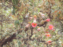Passiflora trifoliata