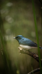 Myiagra cyanoleuca