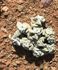 Crassula deltoidea