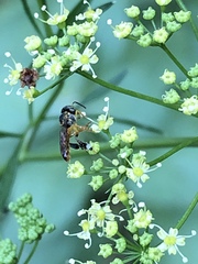 Tetragonisca angustula