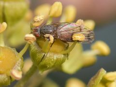 Palloptera scutellata