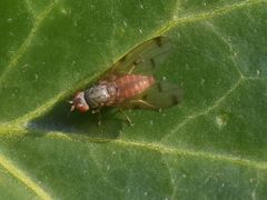 Palloptera scutellata