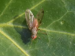 Palloptera scutellata