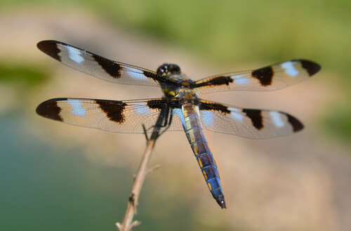 Twelve-spotted Skimmer, photo 9 of 9