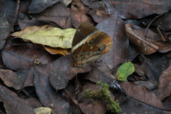 Thauria lathyi
